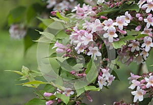 Pale pink flowers of Kolkwitzia amabilis