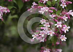 Pale pink flowers of Kolkwitzia amabilis