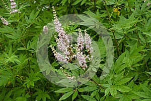 Pale pink flowers in the leafage of Vitex agnus-castus