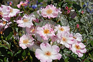 Pale pink flowers of Shrub Rose, Smarty