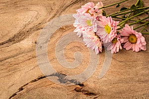 Pale pink flowers on a wooden table