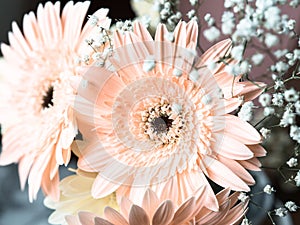 Pale pink gerbera daisy flowers bouquet
