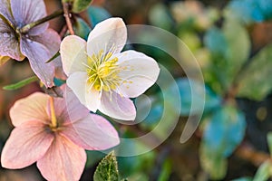 Pale pink hellebore flowers with copy space