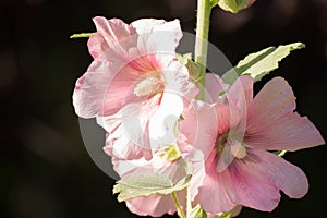 Pale Pink Hollyhocks alcea