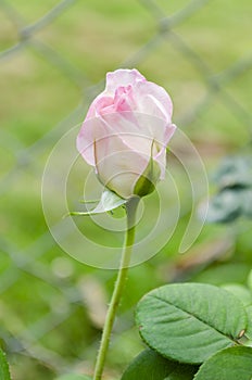 Hibrid Sweet Rose photo