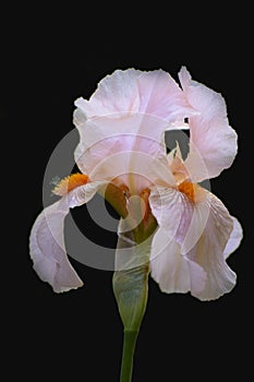 Pale-pink iris on a flower bed in the garden