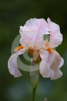 Pale pink iris on a flower bed in the garden