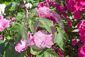 Pale pink Lavatera trimestris - Annual Mallow - Rose Mallow closeup against background with bright pink of flowering phloxes