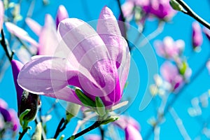 Pale pink magnolia flower