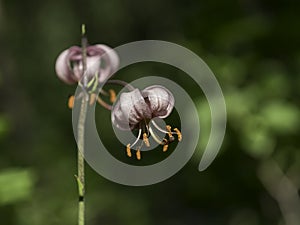 PALE PINK MARTAGON LILY BLOOMING IN A SHADY GARDEN