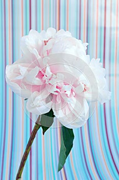 Pale pink peony flower macro on a striped background