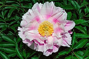 Pale pink peony Latin: Paeonia suffruticosa on a background of green leaves, close-up. Selective focus