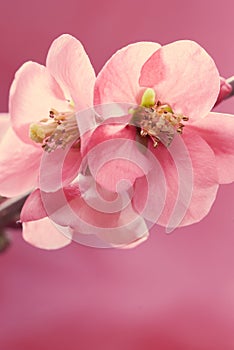 Pale pink petal macro