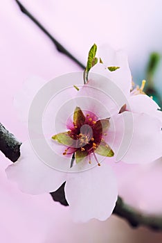Pale pink petal macro
