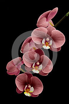 Pale pink phalaenopsis blume orchids with black background