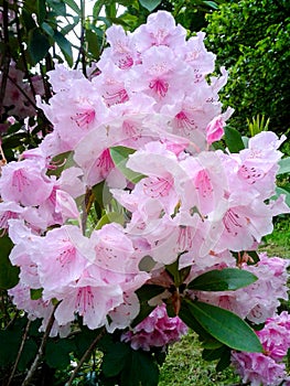 Pale Pink Rhododendron Flowers