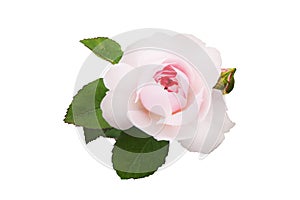 Pale pink rose with a dark middle, green leaves and an unopened bud, on a white isolated background