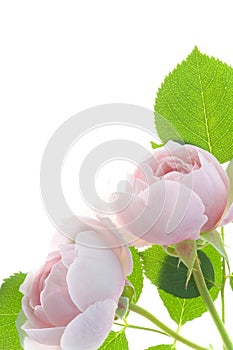 Pale pink rose flower blossoms closeup isolated on white background