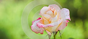 Pale pink rose flower bud grow in summer garden