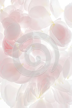 Very pale pink rose flower petals background