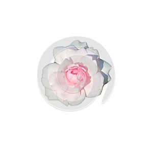 Pale pink rose flower on white background - isolate