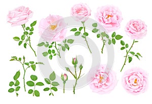 Pale pink rose flowers, buds, leaves and branches set. Transparent png additional format