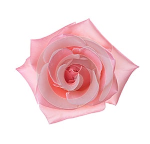 Pale pink Rose isolated on white background. Selective focus