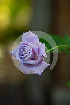 Pale pink rose macro photography in the summer. Light purple garden rose on a green background garden photo.
