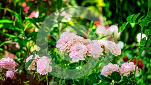 Pale pink roses in a beautiful summer garden.