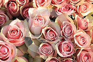 Pale pink roses in bridal arrangement