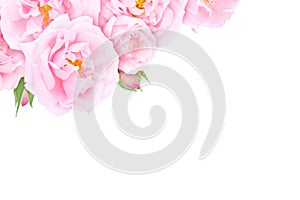 Pale pink roses and buds in the corner isolated on the white background. Transparent png additional format