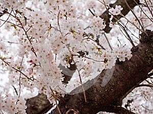 Pale pink sakura flowers next to trunks, Nagoya, Japan