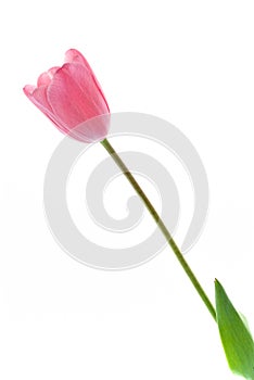 Pale pink tulip isolated on white background