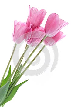Pale pink tulips isolated on white background