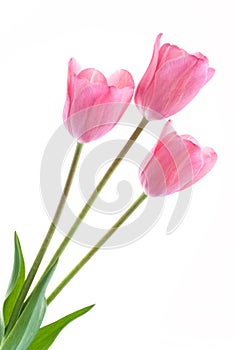 Pale pink tulips isolated on white background