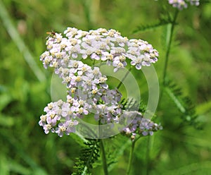 A Pale Pink Wild Yarrow Plant