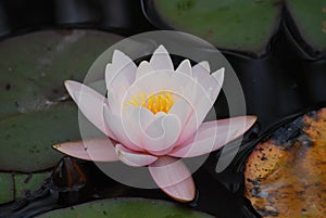 Pale Pink Water Lily Blossom in Aquatic Botanical Garden