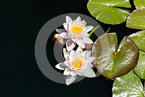 Pale pink with yellow Waterlily with dark green leaves on black water background