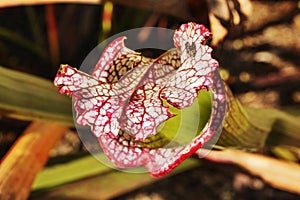 Pale pitcher flower