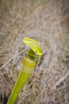 Pale Pitcher Plant and Fly- Sarracenia alata