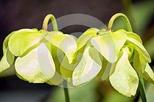 Pale pitcher plant sarracenia alata