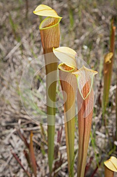 Pale Pitcher Plant- Sarracenia alata