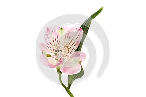 Pale purple alstroemeria