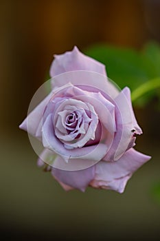 Pale purple bud rose macro photography on a green yellow background.