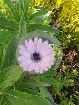 Pale purple Cape Daisy flower with heavy polen