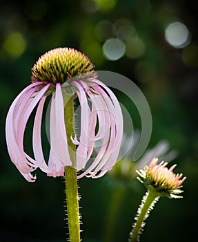 Pale Purple Coneflower Echinacacea pallida in Sunshine