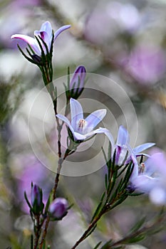 Pale purple flowers and striped buds of the Australian native waxflower Philotheca salsolifolia, family Rutaceae