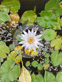 Pale purple Nymphaea water lily from above among green leaves in water