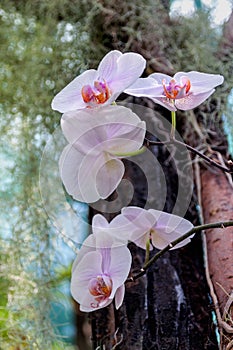 Pale purple orchid