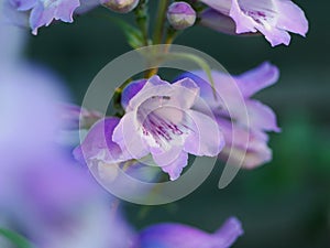 Pale Purple Penstemon Flower
